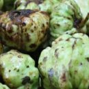 개다래의 효능 및 부작용 이미지