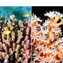 산호 이미지