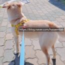 하샘펫푸드연구소 이미지