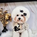 애견은 내친구 이미지