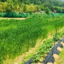 송백농장 이미지