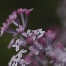 수수꽃다리 이미지