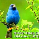 명작 극장/파랑새는 있다(3-끝) 이미지