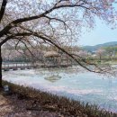 수채화(야간) | 벚꽃이 흩날리는 수채화 같은 풍경, 서산 인근 당진골정저수지의 봄날 정취