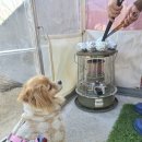 스테이 루비 이미지