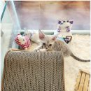 아담스펫 강아지분양 고양이분양 창원점 | 창원고양이분양, 아담스펫에서 만나는 건강한 냥이들의 특징과 관리법