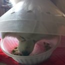 와와동물병원 이미지