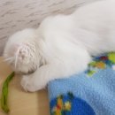 #오드아이 이미지