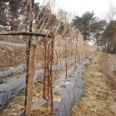 하수농장 이미지