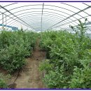 벨리농장 이미지