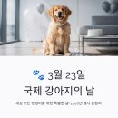 씨유(CU) 연대연희점 | 국제 강아지의 날 3월 23일 유래와 2026년 행사, CU 강아지 커스텀 맥주 정보