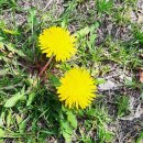 뉴비봉관광 이미지