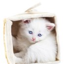 김해동물메디컬센터 이미지