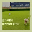 멍스퀘어 애견운동장 일산점 우리끼리 뛰뛰하는 특대운동장 대관 후기