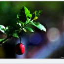 녹색농장 이미지