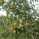 (주)정성약품 이미지