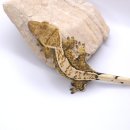 게코리포