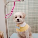 들레미용실