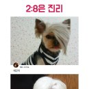 멍멍이 이미지