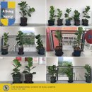 Sixteen potted plants-ISKL proud of sixteen High School seniors 이미지