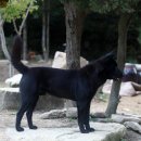 순수진돗개 이미지