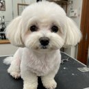 모모애견미용실 이미지