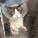 골골탬버린클럽 이미지