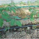 유기농대추토마토,대추토마토 수정벌과의 만남 이미지