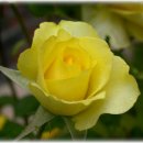 선교녹십자약국 이미지