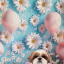 꽃보다 Dog 이미지