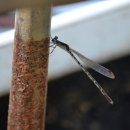 월롱초등학교 이미지