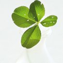 다인상사 이미지