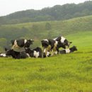 동막골목장 이미지