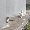 더퍼스트오션송정