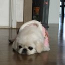 탐스타
