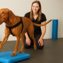 마이리틀메이트 이미지