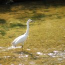 오리궁디 이미지