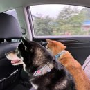 태안 알로하오에 애견풀빌라 이미지