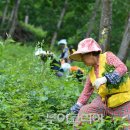정선산나물 - 정선군 고한7길 5-37 | 정선산나물