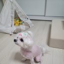 옥수수 동물병원 이미지