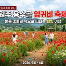 원주굽이길 4코스 꽃양귀비길 | [원주축제 #4] 원주 용수골 양귀비 축제 완전 정복: 붉은 꽃물결 속으로 떠나는 힐링 여행