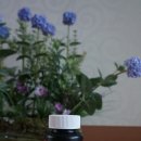 동동로L 이미지