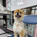 정화애견미용 네이버블로그