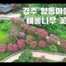[경주 가볼만한곳] 배롱나무꽃 가득한 양동마을 이미지