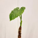 알로카시아 이미지