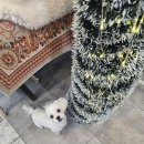 나나펫 | 용인애견미용! 강아지 스트레스없이 친절하고 깔끔하게 잘하는곳!