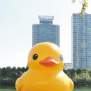 오리한마리 이미지