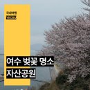 자산공원 (옥외2) | 전남 여수 벚꽃 명소 여수 자산공원 만개