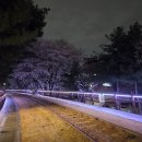 부개공원 | 인천 부평 벚꽃 명소 - 부개철길정원 실시간 개화 및 주차, 사진 팁❤️