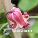 타마 이미지